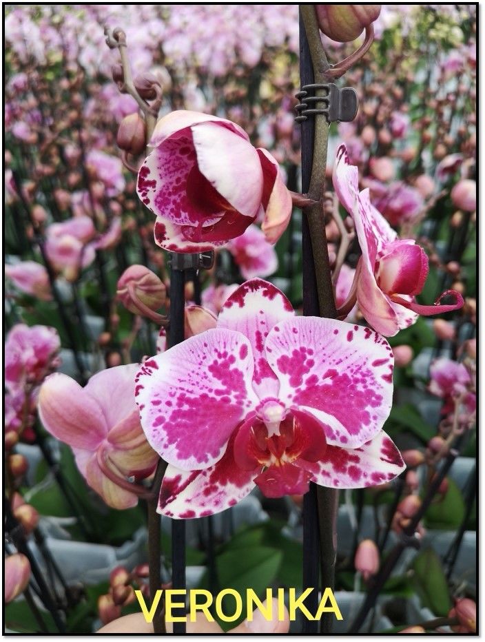 вероника орхидея